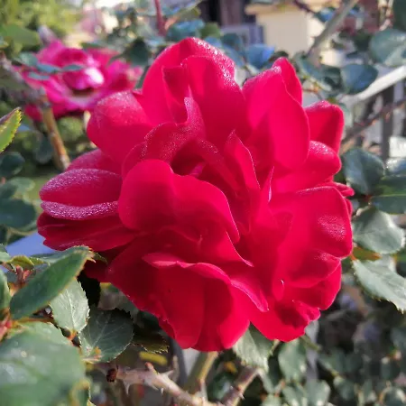 Acquachiara *